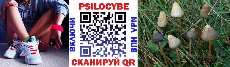 Псилоцибиновые грибы Psilocybine cubensis  купить наркоту  Новоалександровск 